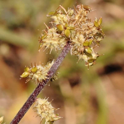 Acaena sp. (A Sheep's Burr) at Blue Gum Point to Attunga Bay - 3 Nov 2023 by ConBoekel