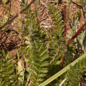 Acaena (genus) at Blue Gum Point to Attunga Bay - 3 Nov 2023