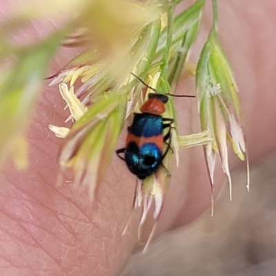 Dicranolaius bellulus (Red and Blue Pollen Beetle) at Bruce Ridge to Gossan Hill - 8 Nov 2023 by trevorpreston