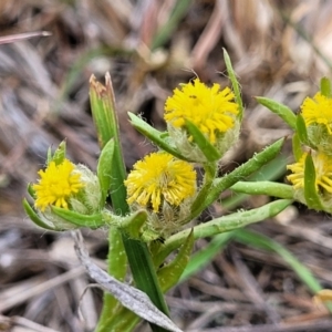 Triptilodiscus pygmaeus at Bruce Ridge to Gossan Hill - 8 Nov 2023