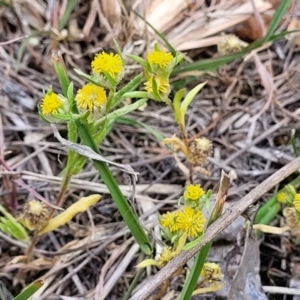 Triptilodiscus pygmaeus at Bruce Ridge to Gossan Hill - 8 Nov 2023