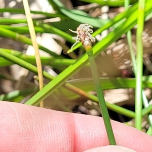 Eleocharis acuta at Flea Bog Flat, Bruce - 8 Nov 2023 01:07 PM