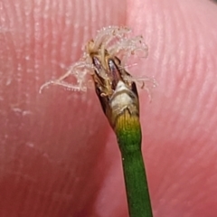 Eleocharis acuta at Flea Bog Flat, Bruce - 8 Nov 2023 01:07 PM