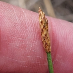 Eleocharis acuta at Flea Bog Flat, Bruce - 8 Nov 2023 01:07 PM