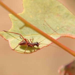 Torbia viridissima at Blue Gum Point to Attunga Bay - 3 Nov 2023 01:24 PM