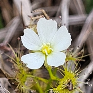 Drosera gunniana at Bruce Ridge to Gossan Hill - 8 Nov 2023