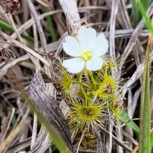 Drosera gunniana at Bruce Ridge to Gossan Hill - 8 Nov 2023