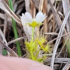 Drosera gunniana at Bruce Ridge to Gossan Hill - 8 Nov 2023