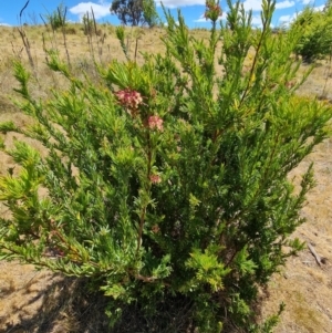 Grevillea iaspicula at Nicholls, ACT - 6 Nov 2023