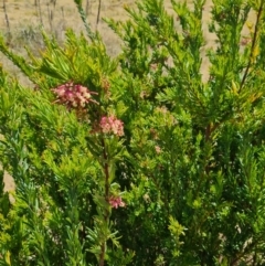 Grevillea iaspicula at Nicholls, ACT - 6 Nov 2023