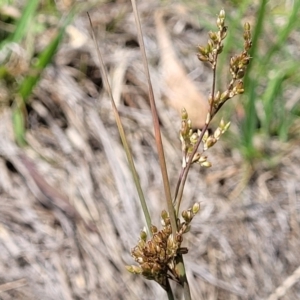 Juncus subsecundus at Flea Bog Flat, Bruce - 8 Nov 2023