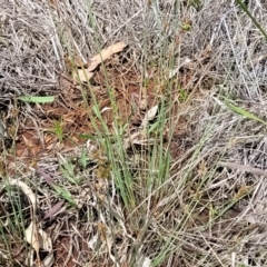 Juncus subsecundus at Flea Bog Flat, Bruce - 8 Nov 2023