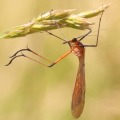 Harpobittacus australis (Hangingfly) at Lake Burley Griffin West - 3 Nov 2023 by ConBoekel