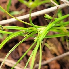 Juncus sp. (A Rush) at Bruce Ridge to Gossan Hill - 8 Nov 2023 by trevorpreston