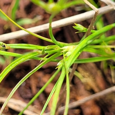 Juncus (genus) (A Rush) at Flea Bog Flat, Bruce - 8 Nov 2023 by trevorpreston