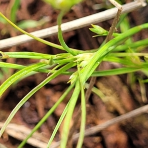 Juncus sp. at Flea Bog Flat, Bruce - 8 Nov 2023