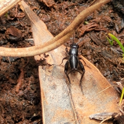 Bobilla sp. (genus) (A Small field cricket) at Bruce Ridge to Gossan Hill - 8 Nov 2023 by trevorpreston