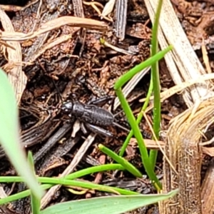 Bobilla sp. (genus) at Bruce Ridge to Gossan Hill - 8 Nov 2023