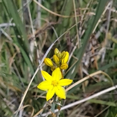 Bulbine bulbosa (Golden Lily) at Nicholls, ACT - 6 Nov 2023 by WalkYonder