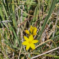 Bulbine bulbosa at Nicholls, ACT - 6 Nov 2023