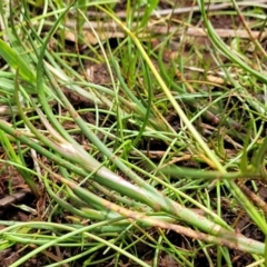 Juncus (genus) (A Rush) at Bruce Ridge to Gossan Hill - 8 Nov 2023 by trevorpreston
