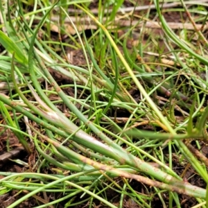 Juncus sp. at Flea Bog Flat, Bruce - 8 Nov 2023