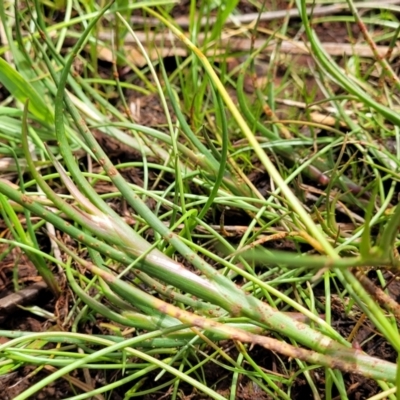 Juncus (genus) (A Rush) at Bruce Ridge to Gossan Hill - 8 Nov 2023 by trevorpreston