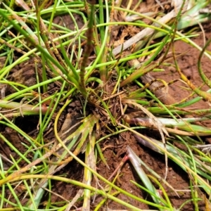 Juncus sp. at Flea Bog Flat, Bruce - 8 Nov 2023