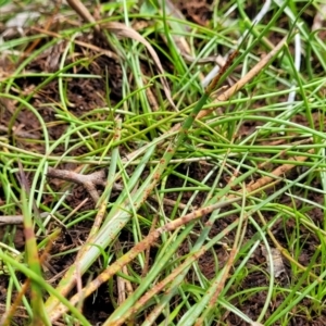 Juncus sp. at Flea Bog Flat, Bruce - 8 Nov 2023