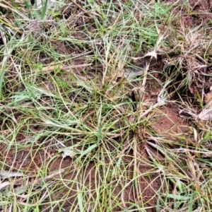 Juncus sp. at Flea Bog Flat, Bruce - 8 Nov 2023