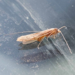 Unidentified Moth (Lepidoptera) at Blue Gum Point to Attunga Bay - 3 Nov 2023 by ConBoekel