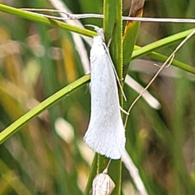 Zacorus carus (Wingia group moth) at Aranda, ACT - 8 Nov 2023 by trevorpreston