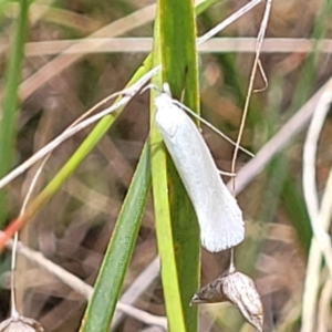 Zacorus carus at Flea Bog Flat, Bruce - 8 Nov 2023