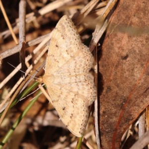 Scopula rubraria at Lake Burley Griffin West - 3 Nov 2023