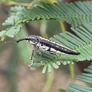 Rhinotia adelaidae at Bruce Ridge to Gossan Hill - 8 Nov 2023 12:48 PM