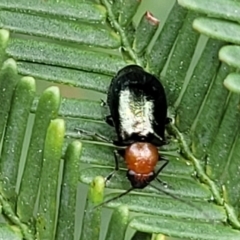 Adoxia benallae (Leaf beetle) at Bruce Ridge to Gossan Hill - 8 Nov 2023 by trevorpreston