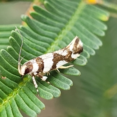 Macrobathra desmotoma ( A Cosmet moth) at Bruce Ridge to Gossan Hill - 8 Nov 2023 by trevorpreston