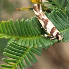 Macrobathra desmotoma at Bruce Ridge to Gossan Hill - 8 Nov 2023 12:42 PM