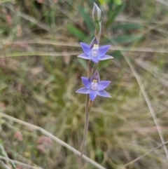Thelymitra peniculata (Blue Star Sun-orchid) at QPRC LGA - 8 Nov 2023 by clarehoneydove