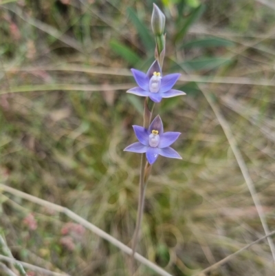 Thelymitra peniculata (Blue Star Sun-orchid) at QPRC LGA - 8 Nov 2023 by clarehoneydove
