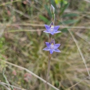 Thelymitra peniculata at QPRC LGA - 8 Nov 2023