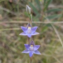 Thelymitra peniculata at QPRC LGA - 8 Nov 2023