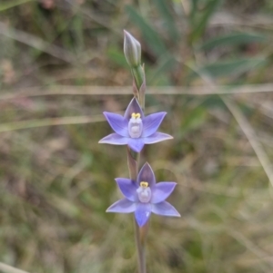 Thelymitra peniculata at QPRC LGA - 8 Nov 2023