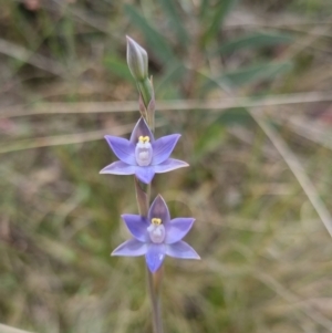 Thelymitra peniculata at QPRC LGA - 8 Nov 2023