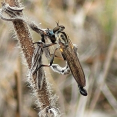 Cerdistus varifemoratus at Bruce Ridge to Gossan Hill - 8 Nov 2023 by trevorpreston