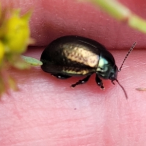 Chrysolina quadrigemina at Bruce Ridge to Gossan Hill - 8 Nov 2023