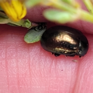 Chrysolina quadrigemina at Bruce Ridge to Gossan Hill - 8 Nov 2023