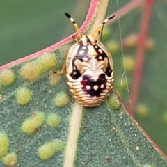 Anischys sp. (genus) (Unidentified Anischys bug) at Bruce Ridge to Gossan Hill - 8 Nov 2023 by trevorpreston