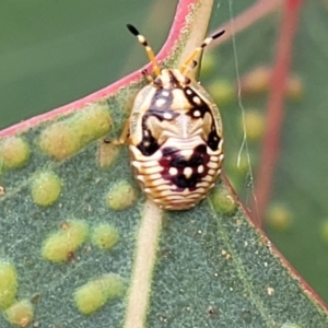 Anischys sp. (genus) at Bruce Ridge to Gossan Hill - 8 Nov 2023