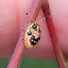 Anischys sp. (genus) at Bruce Ridge to Gossan Hill - 8 Nov 2023 12:37 PM